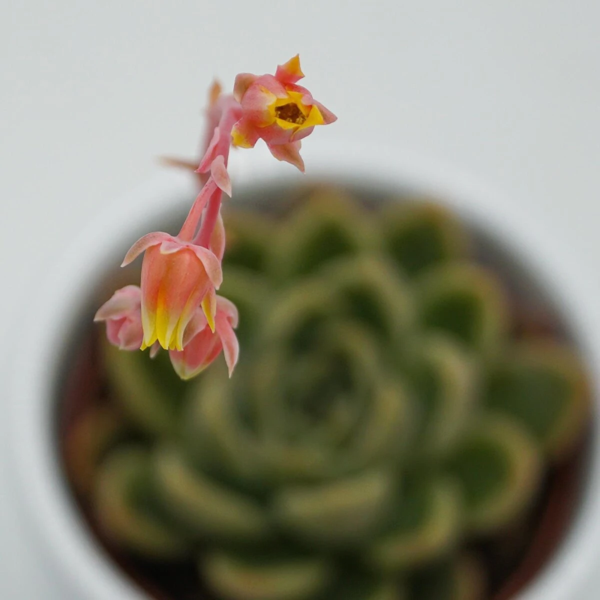 Echeveria Mandolan - 6cm 2 Echeveria Mandolan - 6cm – Bild 2