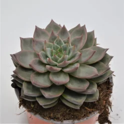 Echeveria Monica - 13cm