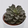 Echeveria Moranii - 8,5cm