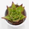 Echeveria Agavoides Lipstick - 6cm