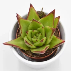 Ausgewählte Produkte 13 Echeveria Agavoides Lipstick - 6cm