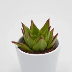 Ausgewählte Produkte -Pflanzfreu Verkaufsgeschäft echeveria pluto 6cm2