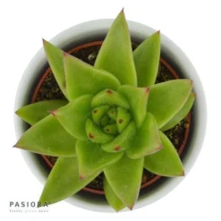 Echeveria Agavoides Lipstick - 6cm -Pflanzfreu Verkaufsgeschäft echeveria pluto 6cm3