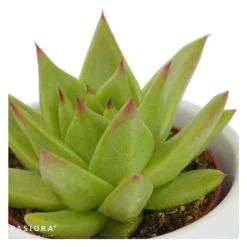 Echeveria Agavoides Lipstick - 6cm -Pflanzfreu Verkaufsgeschäft echeveria pluto 6cm4