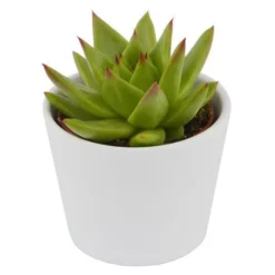 Echeveria Agavoides Lipstick - 6cm -Pflanzfreu Verkaufsgeschäft echeveria pluto 6cm5