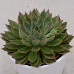 Echeveria Sagita - 10,5cm