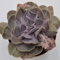 Echeveria Serena - 15cm