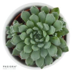 Pflanzfreu Verkaufsgeschäft -Pflanzfreu Verkaufsgeschäft echeveria setosa var minor 5cm