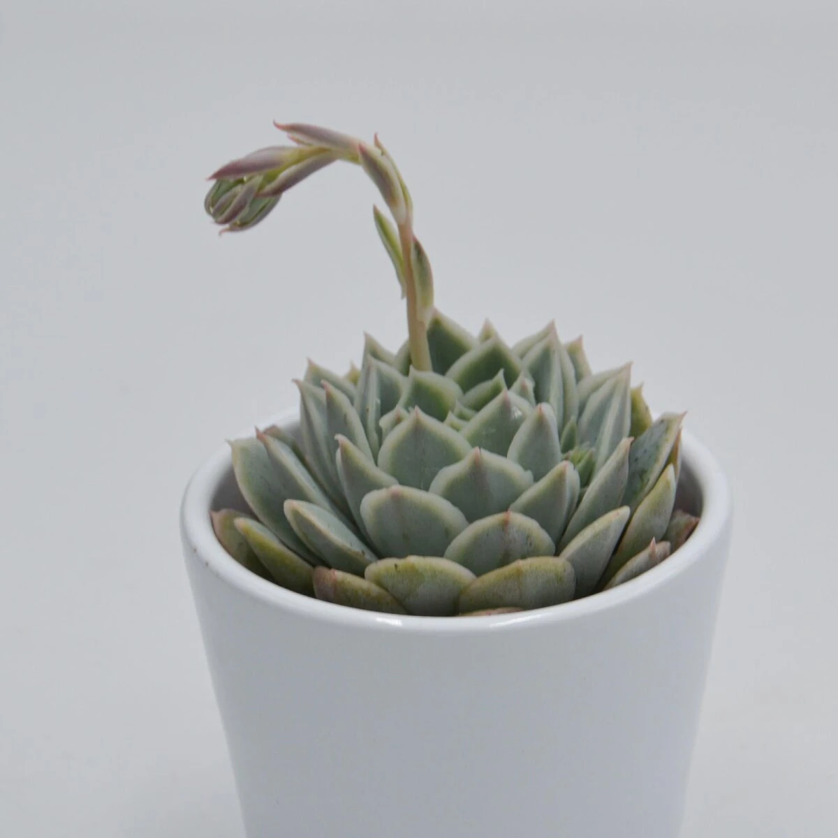 Echeveria Silent Moon - 6cm 2 Echeveria Silent Moon - 6cm – Bild 2