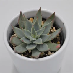 Echeveria Subalpina - 6cm