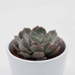 Echeveria Subcorymbosa Lau 026 - 8,5cm