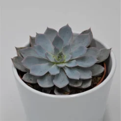 Echeveria Subessilis - 10,5cm