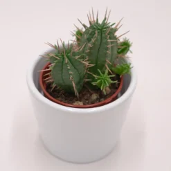 Euphorbia Ferox - 5,5cm