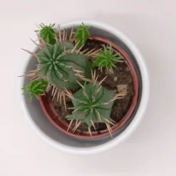 Euphorbia Ferox - 5,5cm -Pflanzfreu Verkaufsgeschäft euphorbia ferox 5cm2