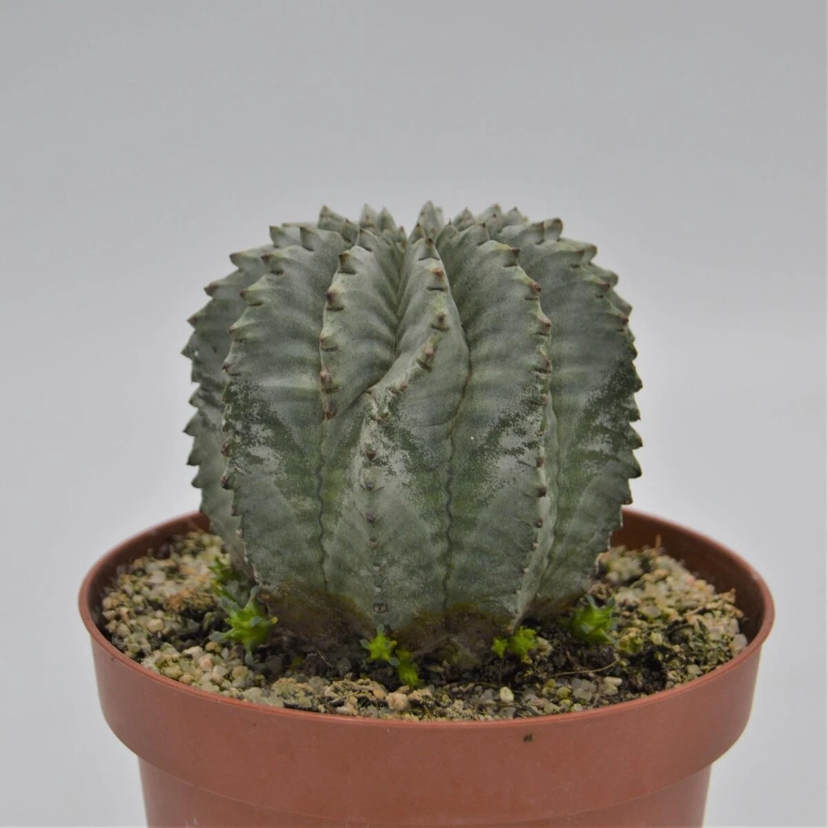 Euphorbia Horrida V. Striata Alba - 13cm 1 Euphorbia Horrida V. Striata Alba - 13cm