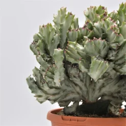 Euphorbia Lactea F. Variegata Cristata - 17cm