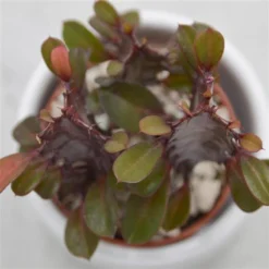 Euphorbia Trigona Rubra - 5,5cm