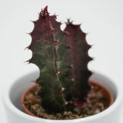 Euphorbia Trigona Rubra - 5,5cm -Pflanzfreu Verkaufsgeschäft euphorbia trigona rubra 5cm2