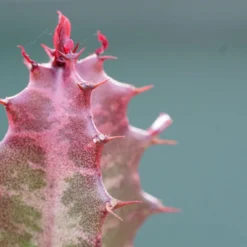 Euphorbia Trigona Rubra - 5,5cm -Pflanzfreu Verkaufsgeschäft euphorbia trigona rubra 5cm3