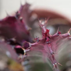 Euphorbia Trigona Rubra - 5,5cm -Pflanzfreu Verkaufsgeschäft euphorbia trigona rubra 5cm5
