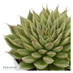 Graptopetalum Filiferum - 6cm