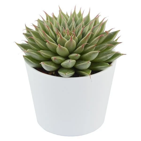 Graptopetalum Filiferum - 6cm 2 Graptopetalum Filiferum - 6cm – Bild 2