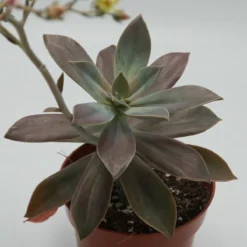 X Graptoveria Fred Ives - 14cm