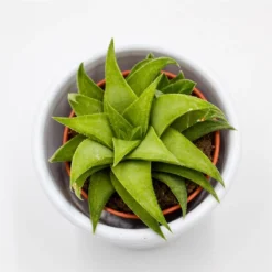 Haworthia Angustifolia Var. Baylissii - 5,5cm