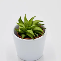 Pflanzfreu Verkaufsgeschäft -Pflanzfreu Verkaufsgeschäft haworthia angustifolia var baylissii 5cm2