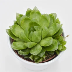 Haworthia Cymbiformis - 10,5cm