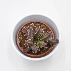 Pflanzfreu Verkaufsgeschäft -Pflanzfreu Verkaufsgeschäft huernia confusa pink eye 8cm2