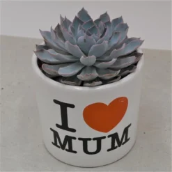 I Love Mom - Übertopf 6 I Love Mom - Übertopf -Pflanzfreu Verkaufsgeschäft i love mom uebertopf3