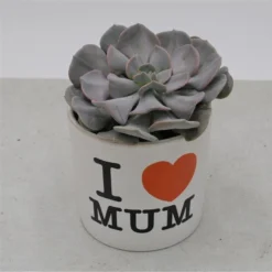 I Love Mom - Übertopf