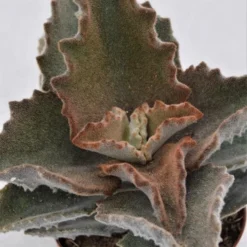 Kalanchoe Beharensis - 10,5cm -Pflanzfreu Verkaufsgeschäft kalanchoe beharensis 10cm2