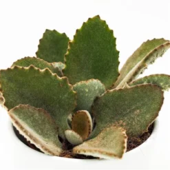 Pflanzfreu Verkaufsgeschäft -Pflanzfreu Verkaufsgeschäft kalanchoe beharensis 10cm3