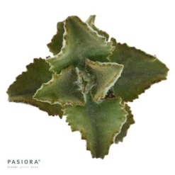 Kalanchoe Beharensis - 6cm