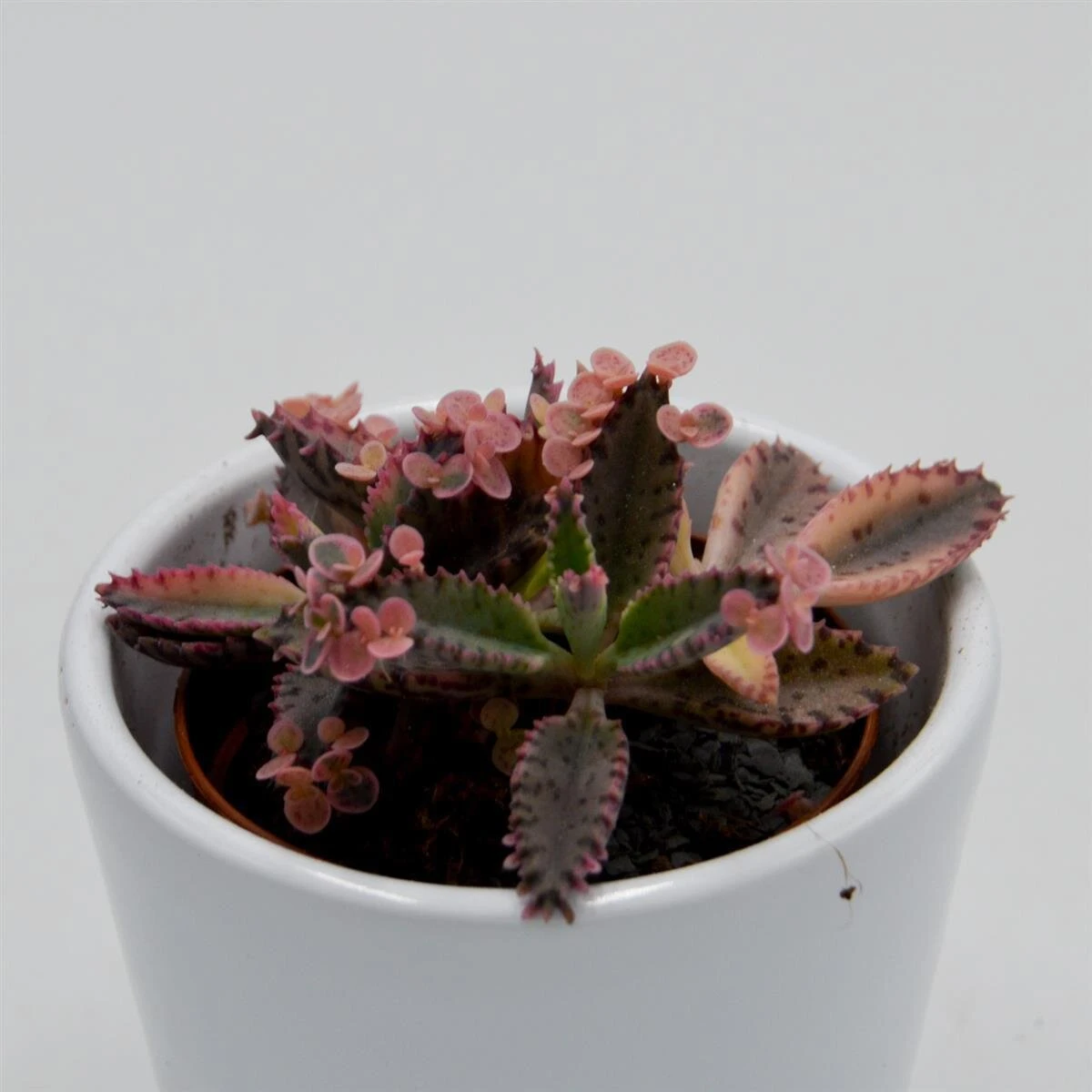 Kalanchoe Pink Butterfly - 5,5cm 1 Kalanchoe Pink Butterfly - 5,5cm