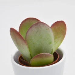 Kalanchoe Thyrsiflora - 6cm