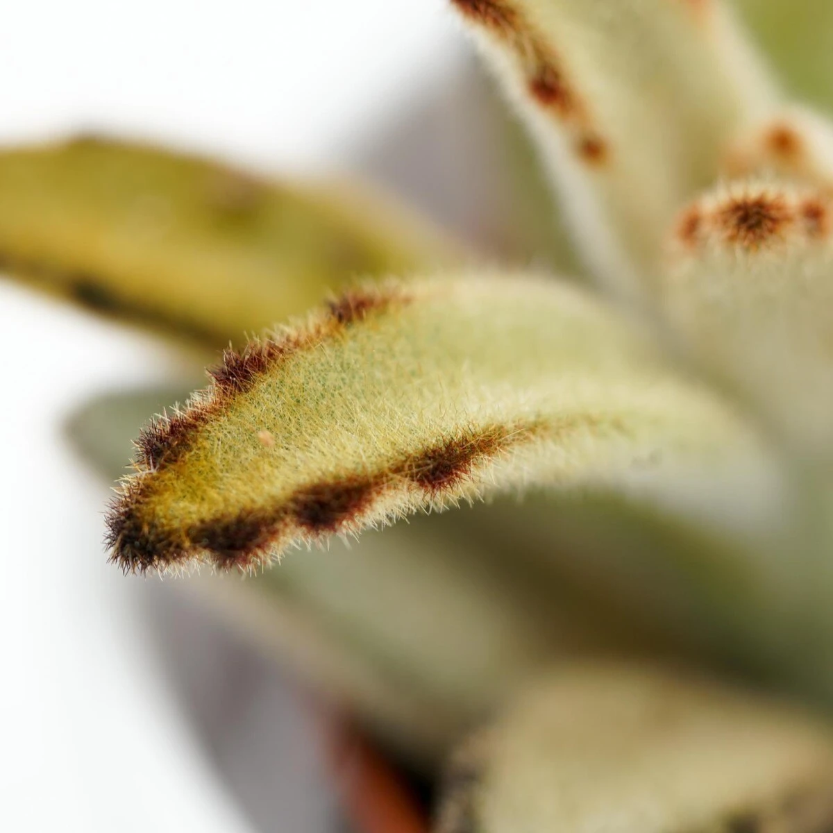 Kalanchoe Tomentosa Chocolate Soldier - 6cm 5 Kalanchoe Tomentosa Chocolate Soldier - 6cm – Bild 5