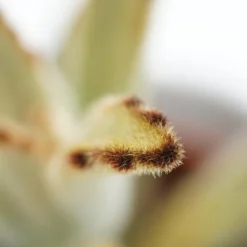 Kalanchoe Tomentosa Chocolate Soldier - 6cm 7 Kalanchoe Tomentosa Chocolate Soldier - 6cm -Pflanzfreu Verkaufsgeschäft kalanchoe tomentosa chocolate soldier 6cm5