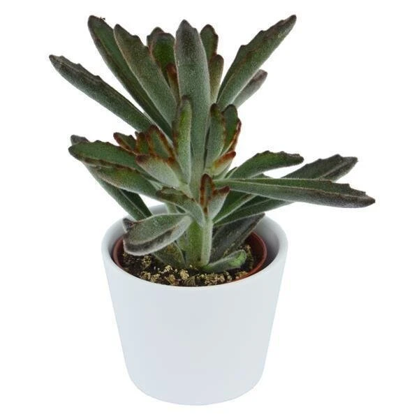 Kalanchoe Tomentosa Rubra - 6cm 2 Kalanchoe Tomentosa Rubra - 6cm – Bild 2