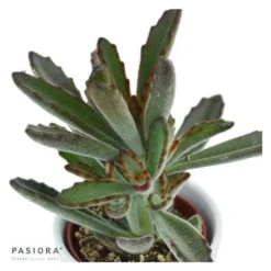 Kalanchoe Tomentosa Rubra - 6cm 5 Kalanchoe Tomentosa Rubra - 6cm -Pflanzfreu Verkaufsgeschäft kalanchoe tomentosa rubra 6cm3