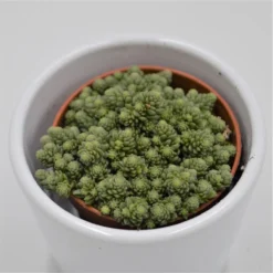 Monanthes Muralis - 5,5cm