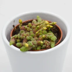 Monanthes Muralis - 5,5cm -Pflanzfreu Verkaufsgeschäft monanthes muralis 5cm2