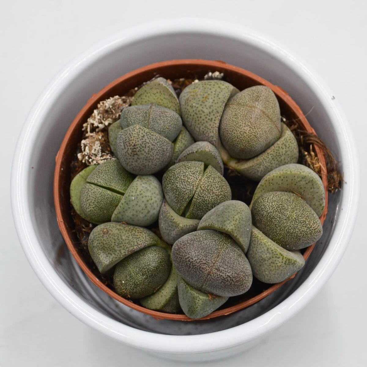 Pleiospilos Nelii - 8,5cm 1 Pleiospilos Nelii - 8,5cm