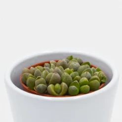 Pleiospilos Nelii Mini - 5,5cm