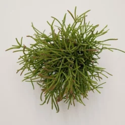Rhipsalis Cassutha - 6cm
