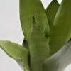 Sansevieria Moonshine - 12cm