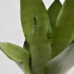 Sansevieria Moonshine - 12cm