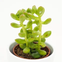 Sedum Lucidum - 5,5cm -Pflanzfreu Verkaufsgeschäft sedum lucidum 5cm3